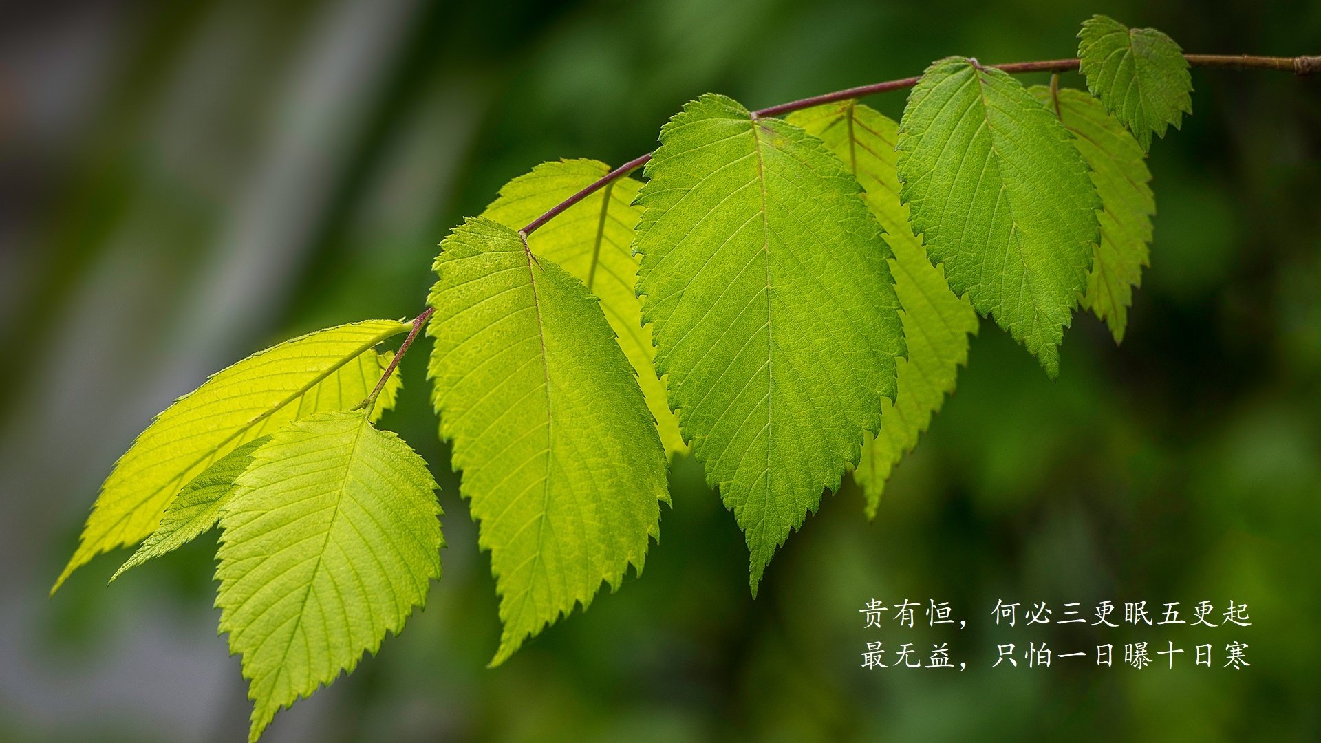 埃及球星成为联盟最新焦点，全球狂热关注，埃及 足球