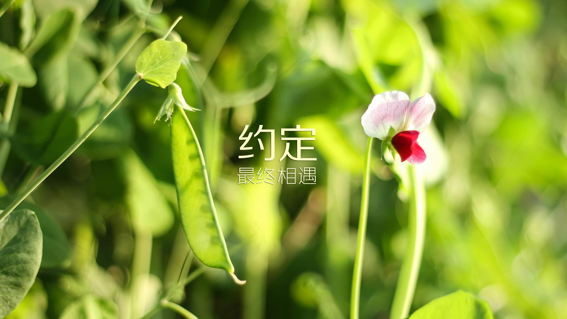 节奏冲击是否会导致球员判断错误，节奏型有什么用